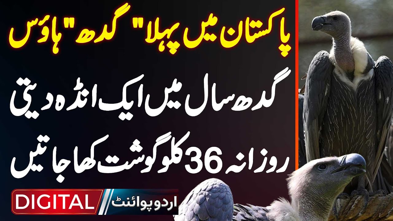 Pakistan's First Vulture House - Gidh Saal Mein 1 Egg Deti - Daily 36 KG Meat Kha Jati