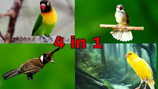 Download Lagu MASTERAN KOMBINASI 4 IN 1 materi LB-kenari-katem-cililin MP3