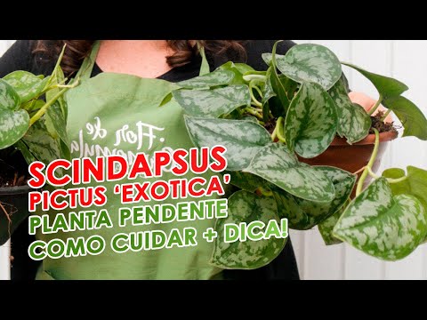Vídeo: Scindapsus pictus gosta de umidade?