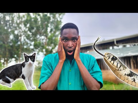 ⁣How to Keep Snakes Away From your Farm | A CAT to the rescue!