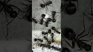 #fourmi #ants #nature #camponotusmutilarius