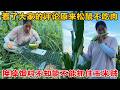 为了抓住“玉米贼”真是绞尽脑汁,换上它喜欢的食物不知能否抓住