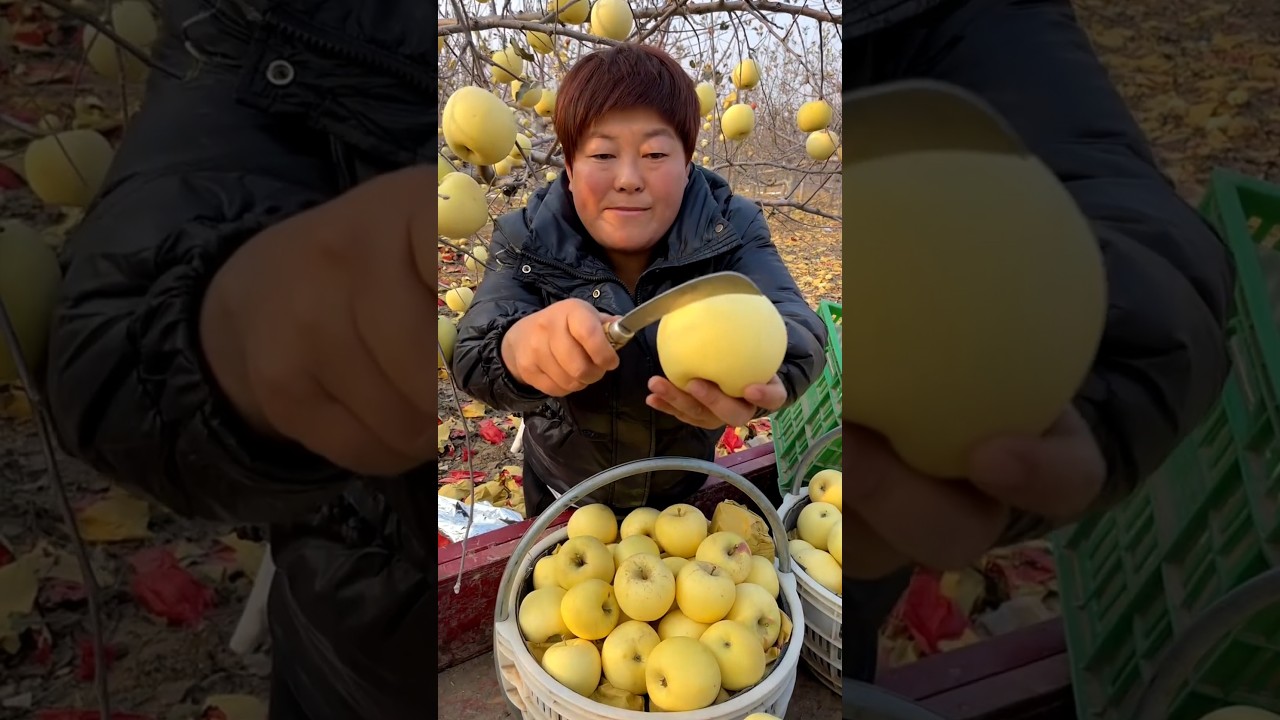 Apple fruit fresh cutting with rural farming life 