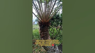 CÂY THIÊN TUẾ RỪNG ĐỘC LẠ QUÁ GIÀ TUYỆT ĐẸP TRÊN TÂY NGUYÊN