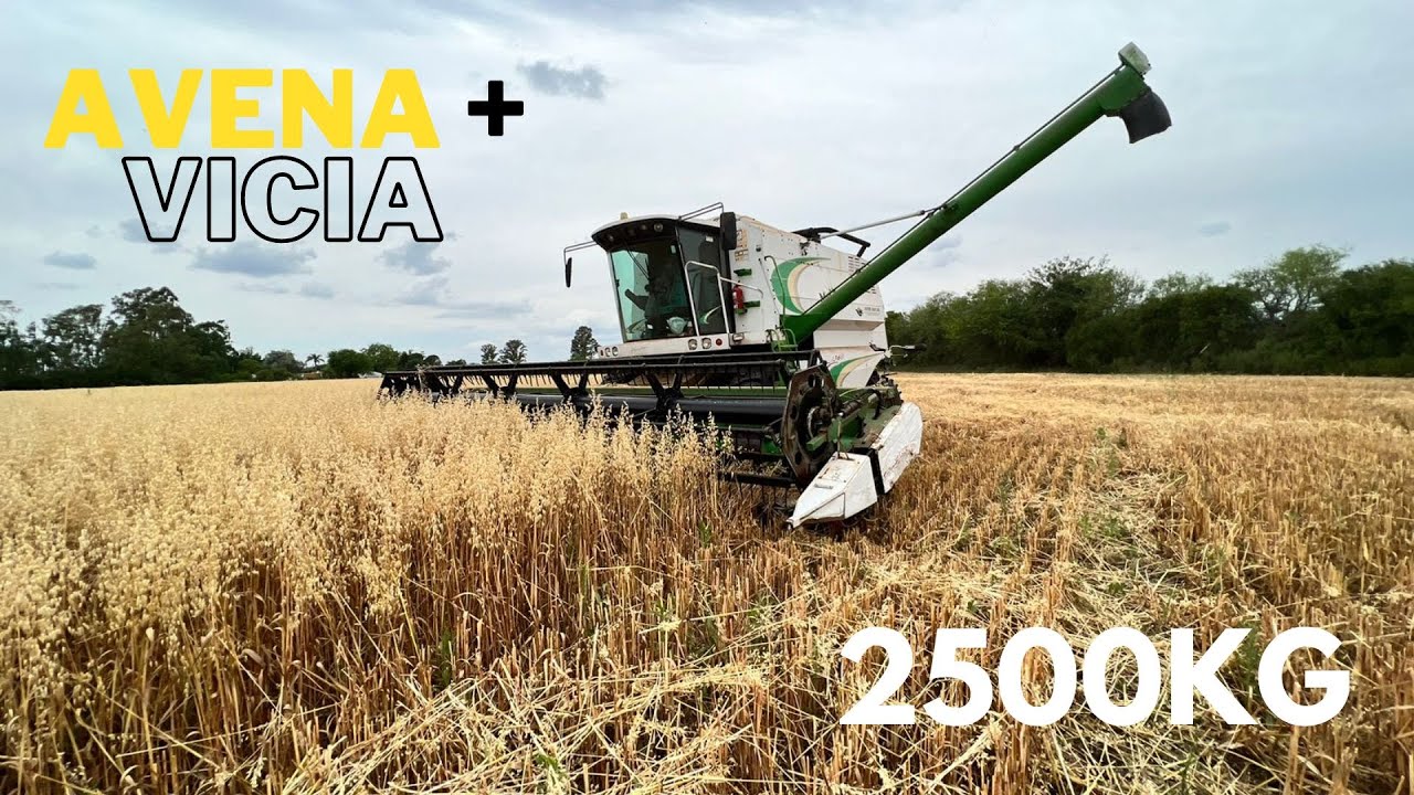 COSECHANDO la AVENA CON VICIA!!