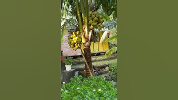 Một vòng tham quan vườn cây, ao cá ở Gò Chanh Homestay, Hậu Giang ngày 29/06/2025