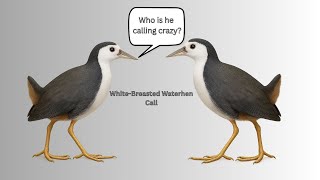 The Crazy Call Of The Whitebreasted Waterhen In Thailand