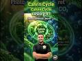 Calvin Cycle କେଉଁଠି ହୁଏ ?#ouat2026 #bidyasagarclassesouat #