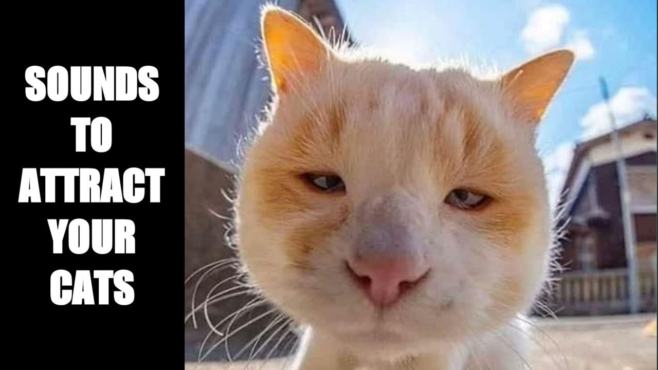 Cat Sounds to Attract Cats 7 YouTube