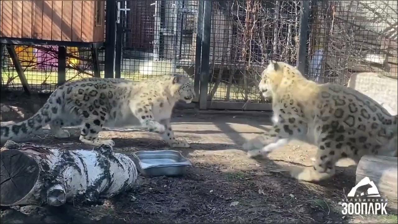 челябинск зоопарк