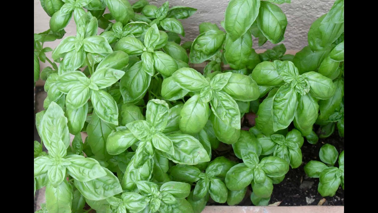 How to use basil to reverse type 2 diabetes YouTube