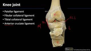 MSK Lab 2 Station 18 - Knee Joint