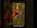 [가을의 마지막 빛을 머금은 고추잠자리, 실사 AI 곤충 생성  with Grok Imagine] - Appstar AI
