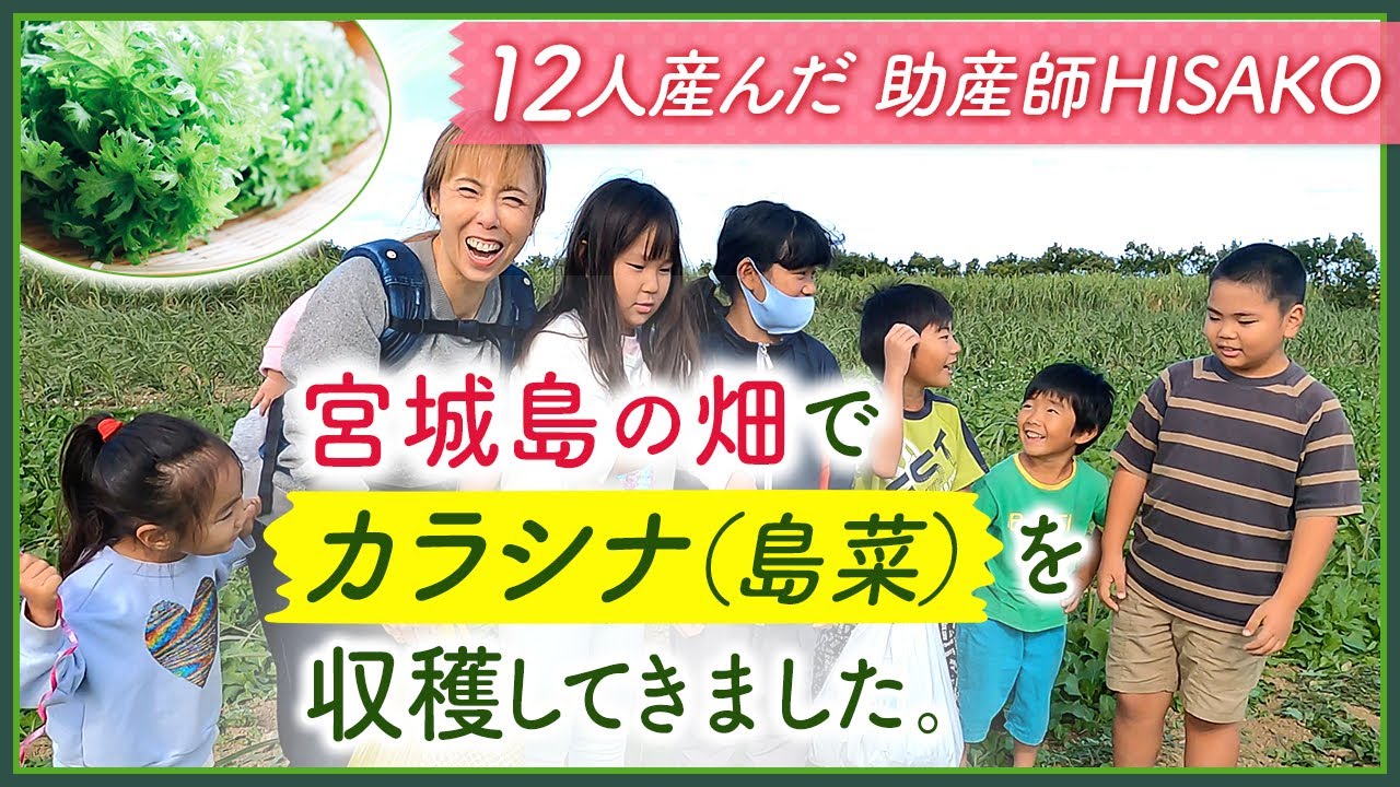 宮城島の畑でカラシナ（島菜）を収穫してきました！