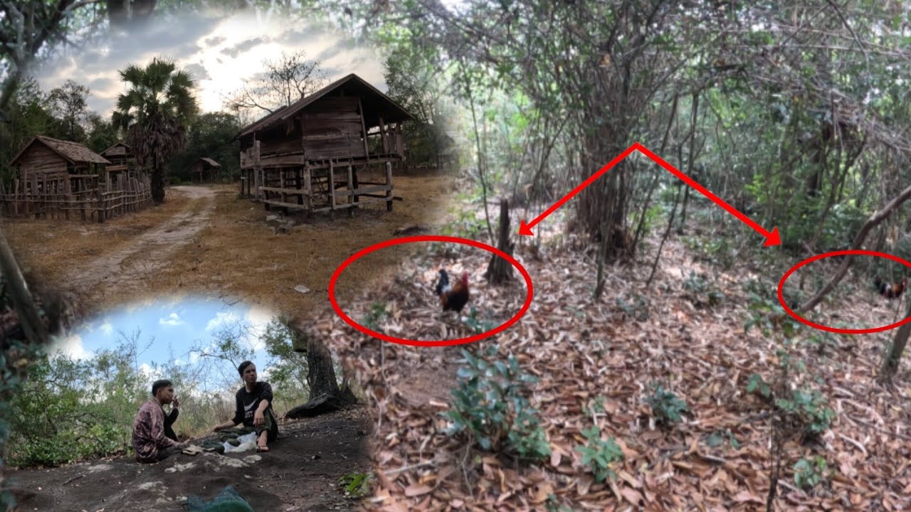 ต่อไก่ป่าในเขดบ้านร้าง/ຕໍ່ໄກ່ປ່າໃນເຂດບ້ານຮ້າງເຈີອາຖັນຫລິ້ນງານແລ້ວ