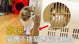 [CC SUB] The kitten saw the cat's mother being sent away, it was hard to accept the fact.