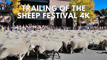 Trailing of the Sheep Festival | Ketchum, Idaho | Big Sheep Parade