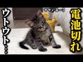 1人だと寂しくて寝れない子猫が可愛すぎて困ってます