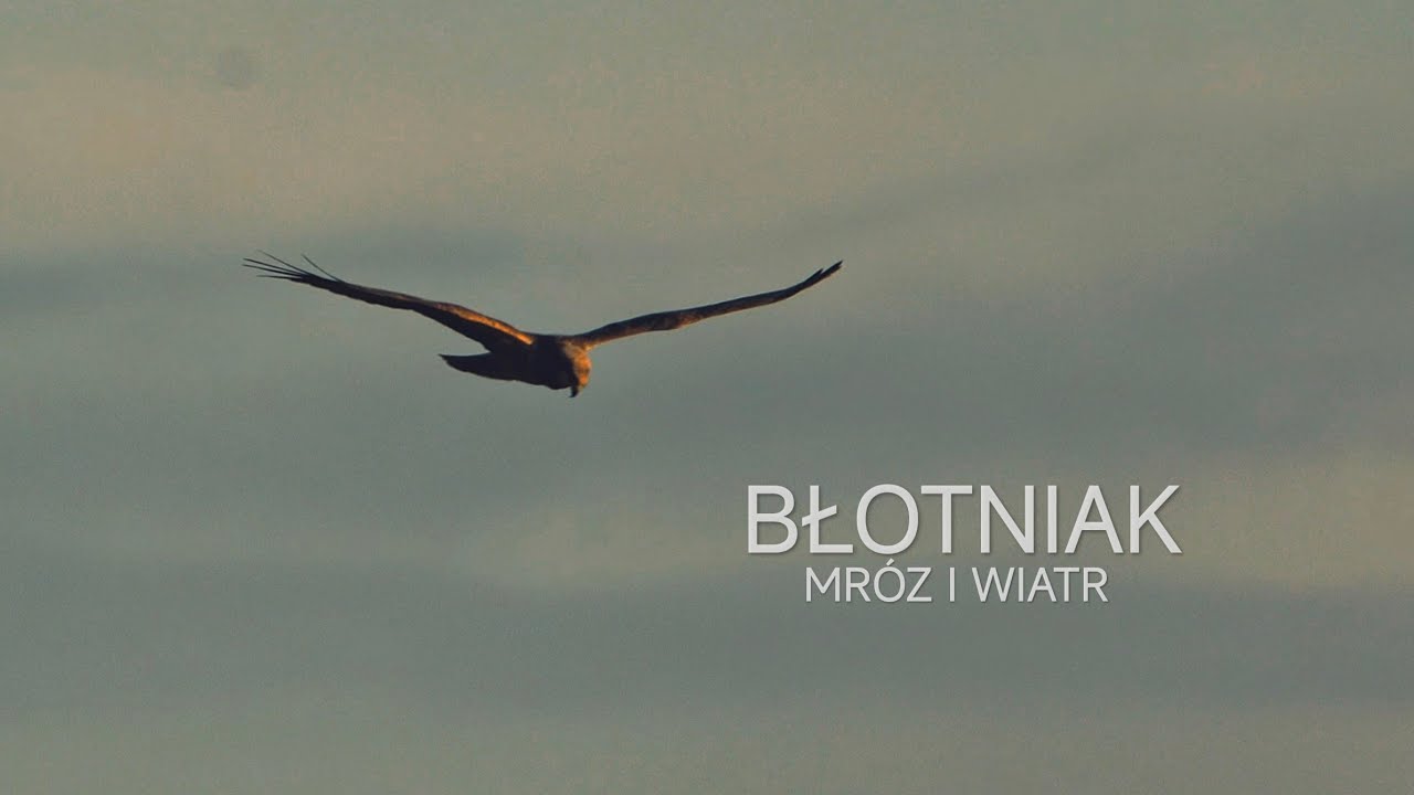 Błotniak, mróz i wiatr.