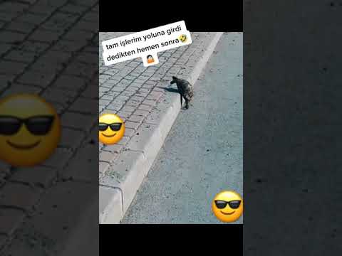 Tam işlerim yoluna