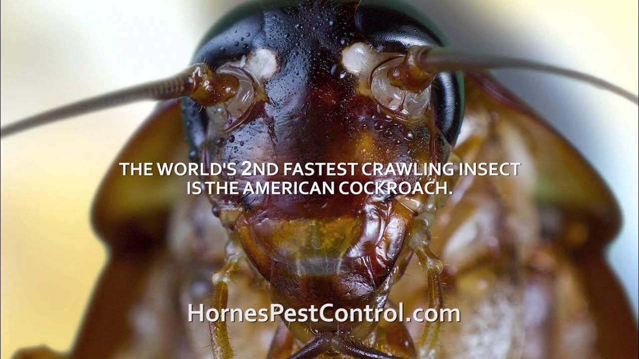 Horne's Pest Control Fastest Crawling Insect January TV Trivia YouTube
