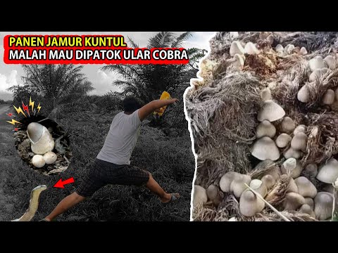 CARI JAMUR KUNTUL MALAH HAMPIR DIPAT0K ULAR COBRA