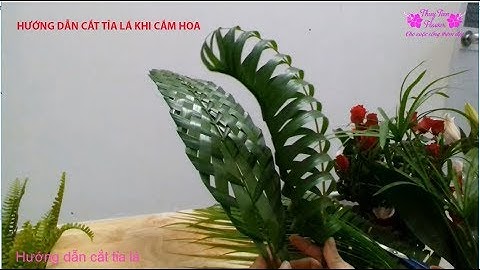 Hướng dẫn cách cắt tỉa lá cau, lá lan (lá phát tài) khi cắm hoa - THUY TIEN FLOWER