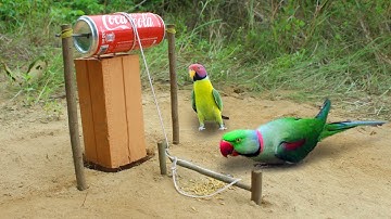 Creative Parrot Bird Trap Technology Using Brick And Coca-Cola Cans