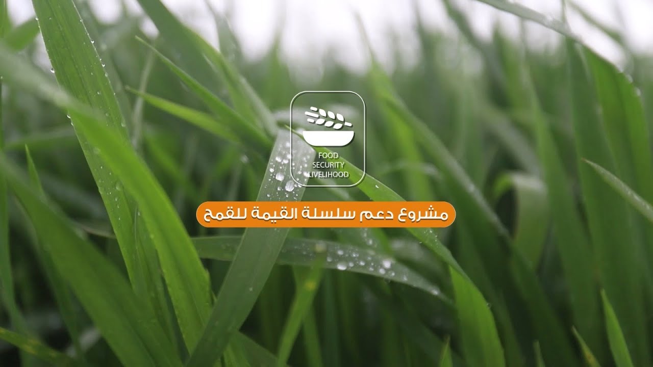 منظمة شفق | عبد الرزاق أحد المستفيدين من مشروع دعم سلسلة قيمة القمح