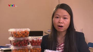 Ca chua Global Gap   VTV 2   25 1 2017