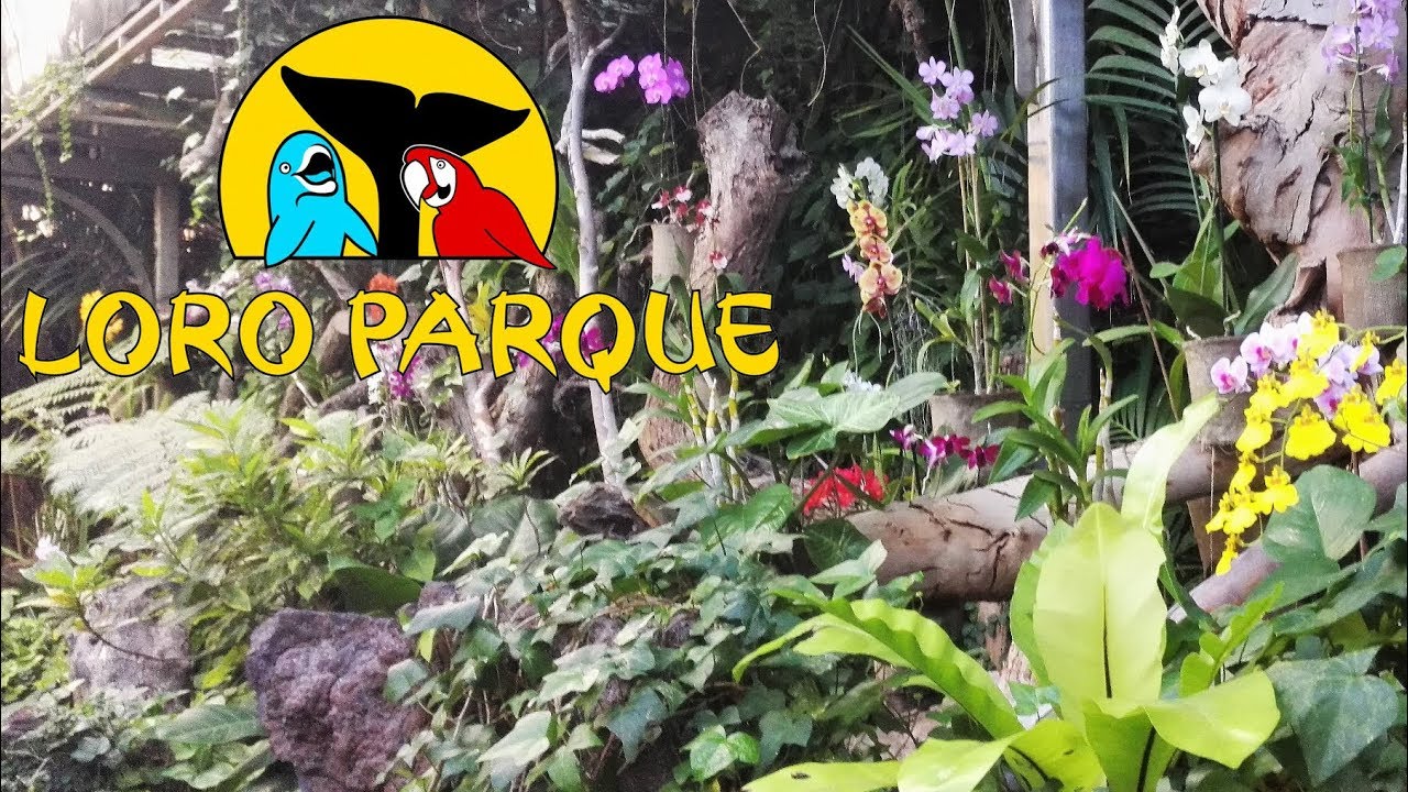 tenerife-loro-parque-orchid-garden-youtube
