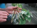 You can grow sweet potatoes tricks for starting slips planting harvesting and curing