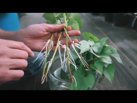 YOU can Grow Sweet Potatoes! Tricks for Starting Slips, Planting, Harvesting and Curing