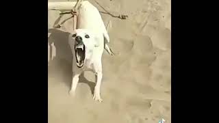 اشرس كلب بلدي في العراق ستوريات انستقرام حالات واتس اب حالة ماسنجر كلاب متوحشه مقاطع فيديو قصيرة2022