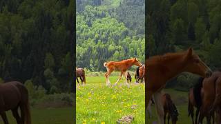In Perfect Harmony with Natur🐎🌿
