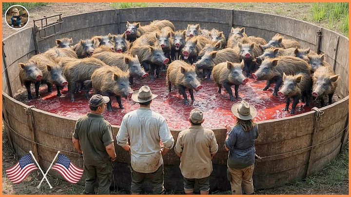 How Millions of Wild Boars and Red Foxes Are Controlled by American Farmers | Invasive Species