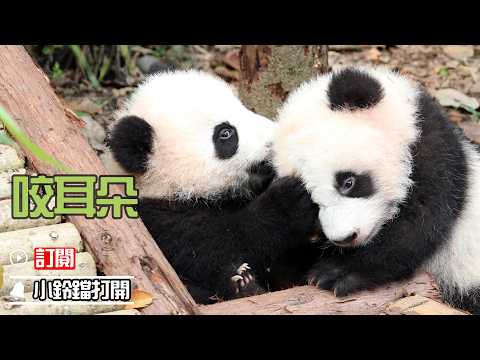 《熊貓早晚安》熊寶打架只會一招：叼住耳朵，堅決不放 | iPanda熊貓頻道