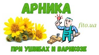 Арника горная - применение, приготовление, противопоказания, описание