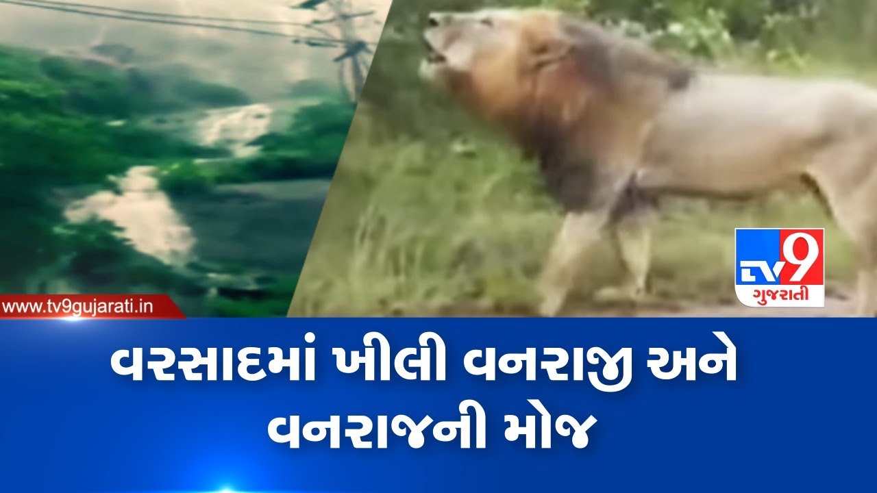વરસાદમાં ખીલી વનરાજી અને વનરાજની મોજ