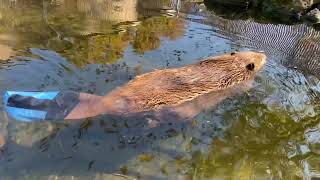 Justin Beaver the triathlete