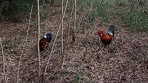 ต่อไก่ พรานนก #เจ้าทองเอก#ไก่ป่าเข้าไวมากๆๆคลิบเก่า