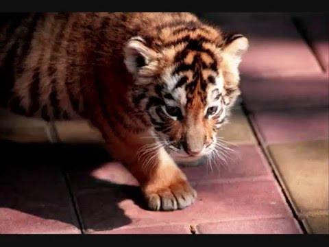 I'll be your lover too - van morrison