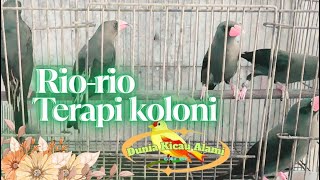 Jalak Rio-rio - Terapi Koloni