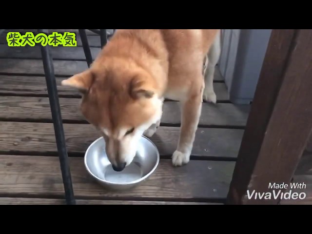 柴犬】鳥の骨を食べる柴犬の本気をご覧下さい。【Shiba inu】 - YouTube