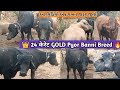 Pyor gold 100 banni breed       dairyfarming dairyfarm dairy
