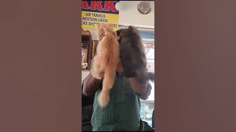 Video 11680521: punch persian cat kitten, pets