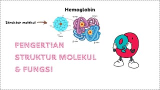 Hemoglobin, Struktur Molekul, Fungsi