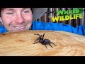 Worlds most venomous spider the sydney funnelweb