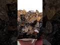 Vidéo: Sphalérite, calcite, mine d'Elmwood, États-Unis, 112 grammes