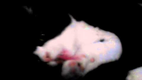 Kitty
